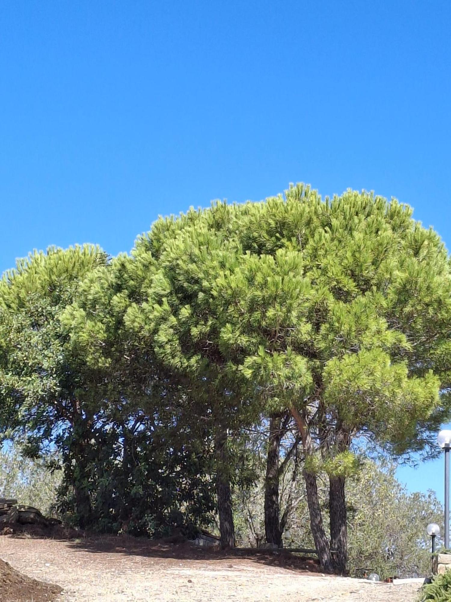 Tenuta Belvedere Cilento Монтекориче Екстериор снимка